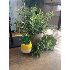 Small plant bundle for sale  Lakewood