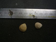 097.17 cardita sulcata d'occasion  Esbly