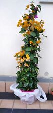 Bougainvillea alberello gialla usato  Giarre