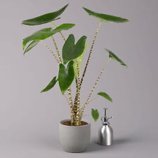 Alocasia zebrina topf gebraucht kaufen  Deutschland