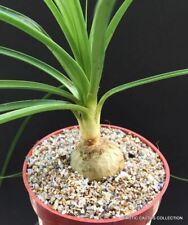 Plant beaucarnea recurvata for sale  Miami