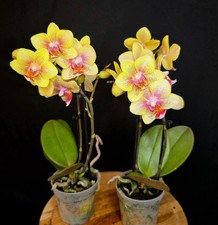 Mini phalaenopsis red for sale  NOTTINGHAM