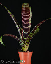 Vriesea splendens bromelie gebraucht kaufen  Herten