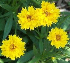 Coreopsis early sunrise for sale  Buchanan