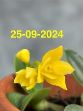 Sophronitis cernua aurea usato  Italia