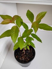 Buttonbush gallon pot. for sale  Leland