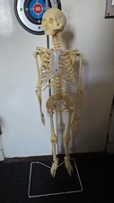 90cm human skeleton for sale  BIRMINGHAM