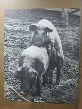 Makin bacon 1970 for sale  Covina