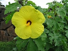 Native hawaiian yellow for sale  Kaneohe