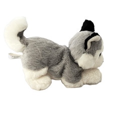 Blue eyed pouncing for sale  Bristow