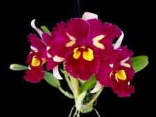 Rlc. chinese beauty for sale  Sebring