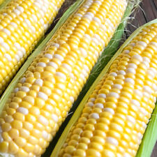 Ambrosia corn seeds for sale  Tarpon Springs