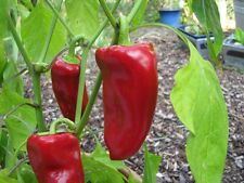 Roter süßer spitzpaprika gebraucht kaufen  Bayreuth