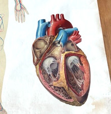Vintage large anatomical for sale  SOUTHSEA