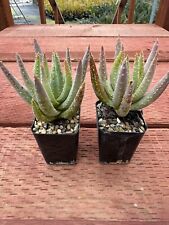 Aloe dichotoma cactus for sale  Carlsbad