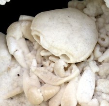 Pleistozän potamon potamios gebraucht kaufen  Erlangen