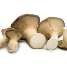 Ballette funghi cardoncelli usato  Potenza