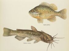 Pumpkinseed sunfish brown for sale  NORWICH
