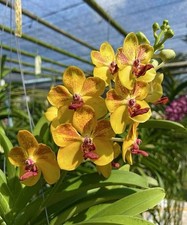 Vanda ploenpit prize for sale  Bonita Springs