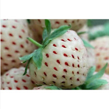 Pineberry bianco ananas usato  Trappeto