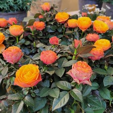 Rose indoor firebird for sale  GLASGOW