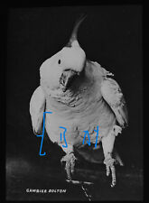 Photo cockatoo bird for sale  HAYLE