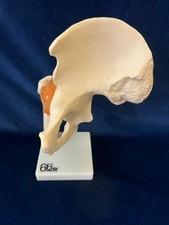anatomical model for sale anatomical model for sale OAKHAM