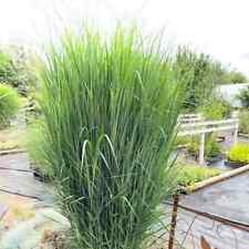 Panicum virgatum northwind for sale  NORTHWICH
