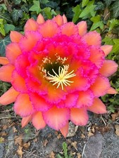 Ibrido trichocereus ka2019.15. usato  Spedire a Italy