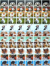 Boston pekingese shepherd for sale  Springfield
