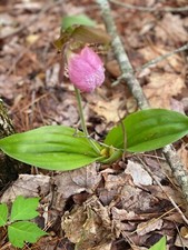 Rare pink ladyslipper for sale  Crumpler
