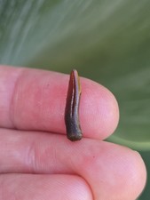 Tiny sawfish ischyrhiza for sale  Frisco