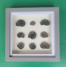 Ammonite pyrite polished for sale  ARUNDEL