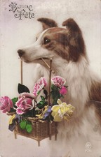 Bon fete dog d'occasion  Expédié en Belgium
