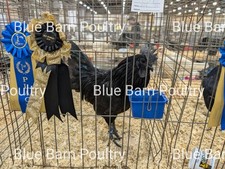 Pure ayam cemani d'occasion  Expédié en Belgium
