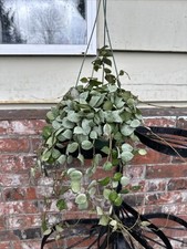 Hoya plant krohniana d'occasion  Expédié en Belgium