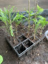 Küstenmammutbaum 40cm sprossh gebraucht kaufen  Osnabrück