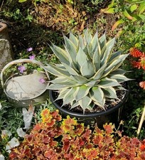 Agave applanata cream for sale  NORTHAMPTON
