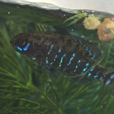 Um peixe-sol pigmeu adulto macho Costa do Golfo (Elassoma Gilberti) nano peixe  comprar usado  Enviando para Brazil