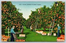Florida people picking for sale  USA