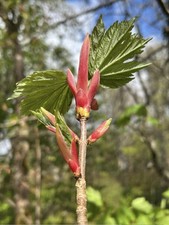 Sycamore tree aser for sale  STORNOWAY