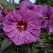 Bush hibiscus berry for sale  Oak Creek