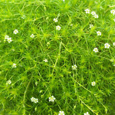 Sagina moss lime for sale  LLANDYSUL