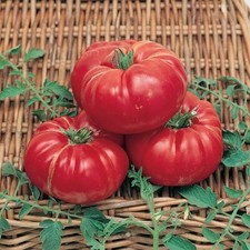 Seeds soldacki tomato for sale  Spring City