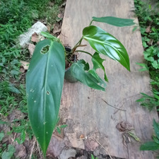 Aroid tropical houseplant for sale  Atlanta