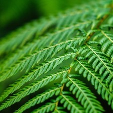 Fern cyathea cooperi for sale Fern cyathea cooperi for sale  UK