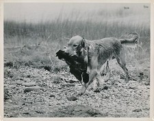 Golden retriever 1950 d'occasion  Ballon