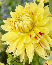 Seeds yellow cambridge for sale  Goldsboro