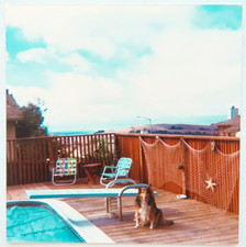 Sheltie dog swimming for sale  Hayward
