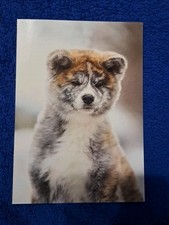Usado, Seltene Hunde Postkarte Süßer Welpe Akita Inu Postkarte Akita Inu Postcard Dog comprar usado  Enviando para Brazil